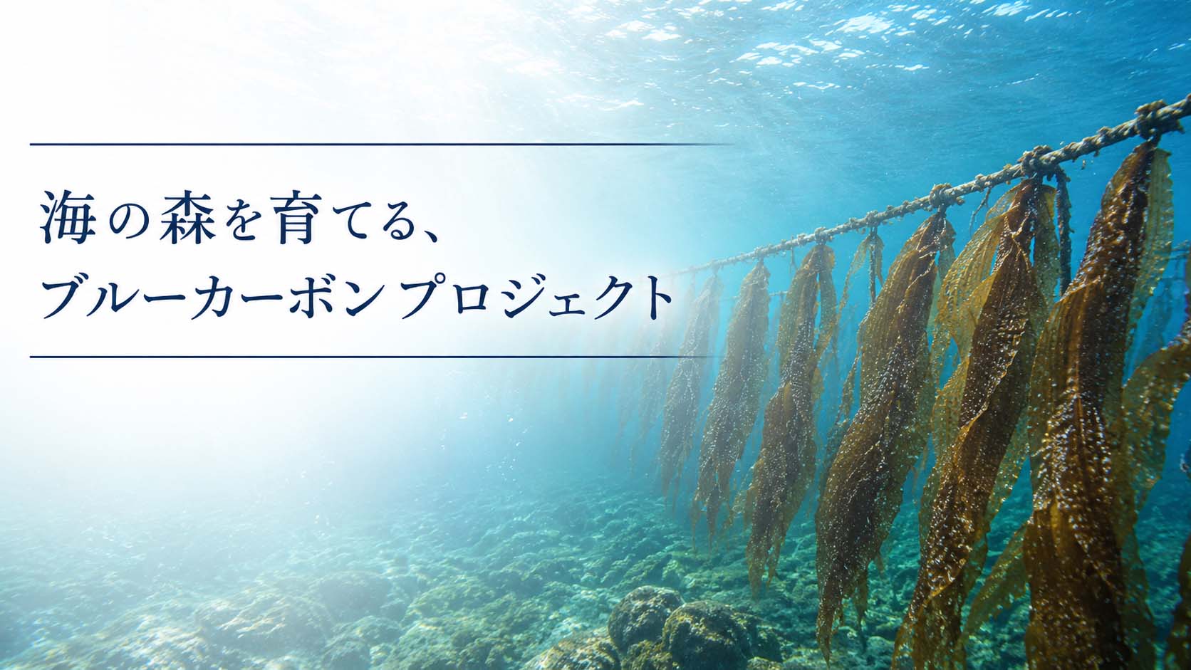 海の森を育てる、ブルーカーボンプロジェクト
